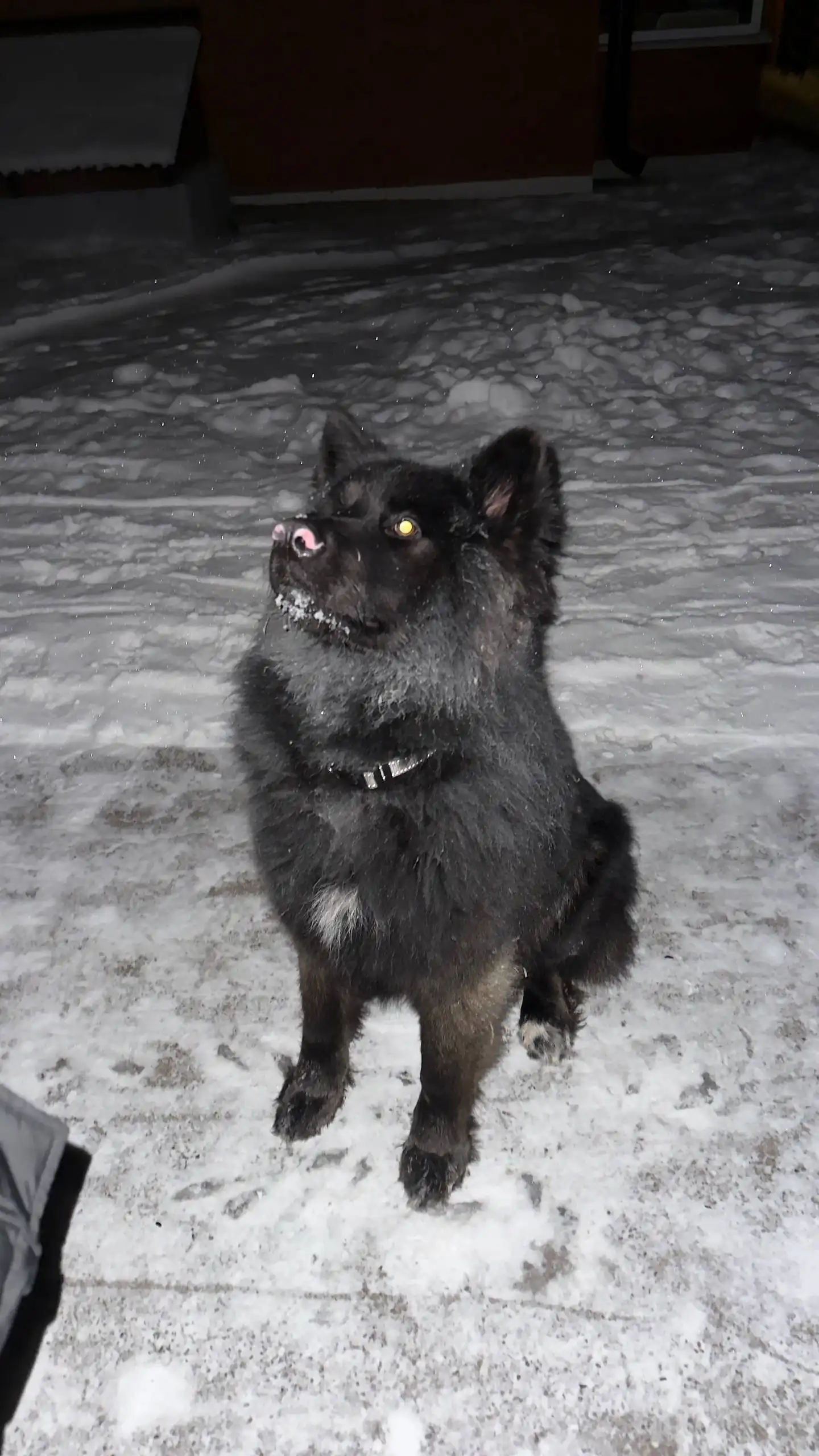 Потерянный пес в Дзержинске