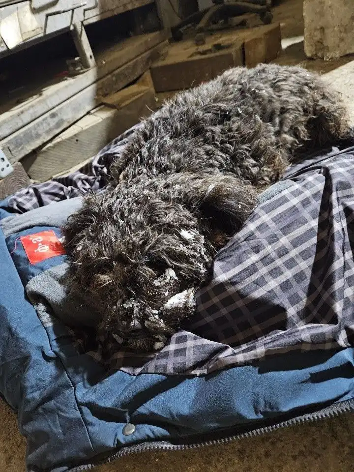 Собака сбита в Посёлке железнодорожный