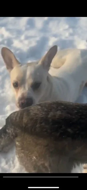 Найден бездомный щенок породы бульдог в Иркутске - Животные в Иркутск