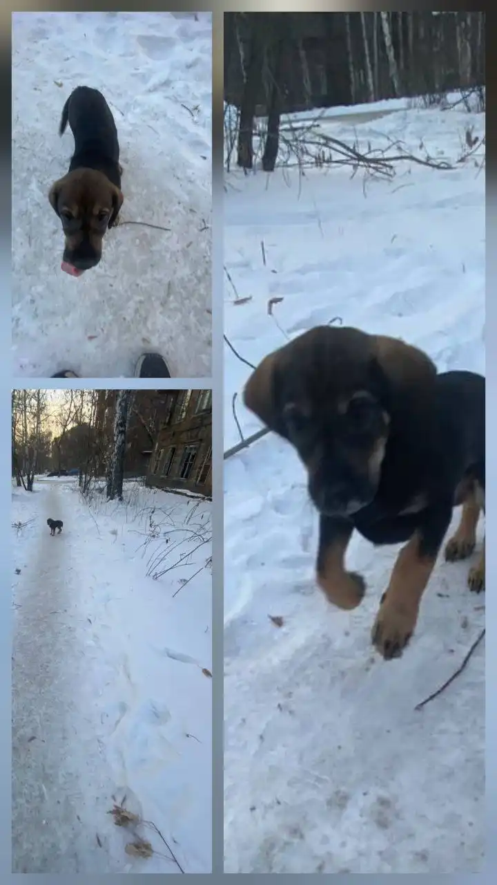 Потерянная короткошерстная собака в районе Писарева