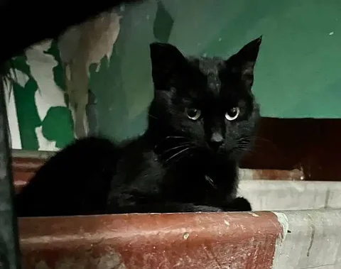 Найден кот в Иркутске - Животные в Иркутск