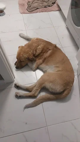 Поиск хозяев для собаки - Животные в Иркутск