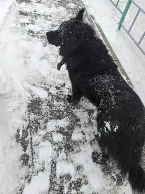 Потеряшка возле Радужного 118а - частное объявление в Иркутск