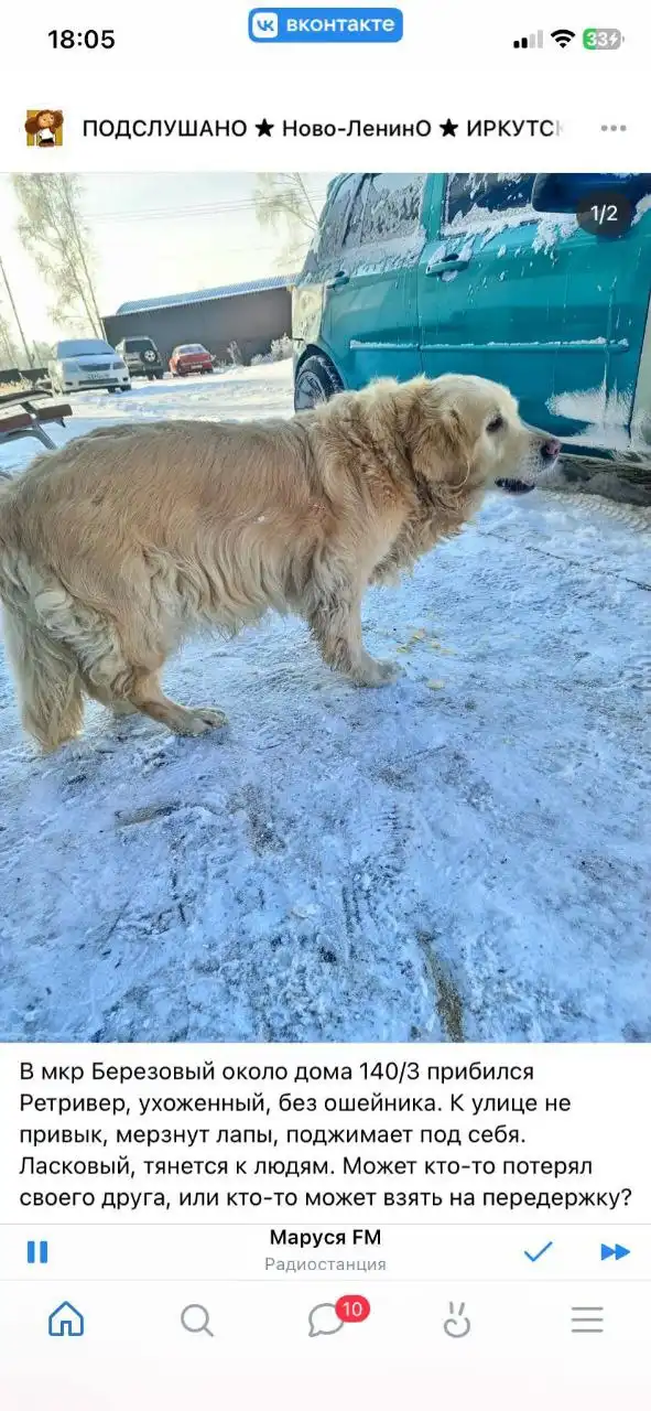 Потерявшаяся собака у подъезда