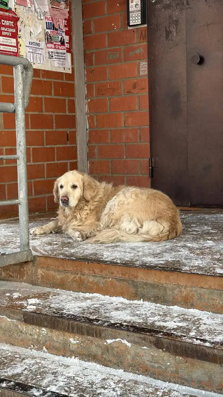 Потерявшаяся собака у подъезда