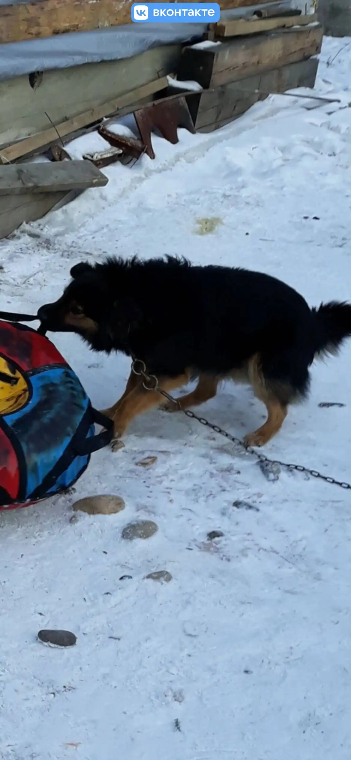 Пропала собака в Иркутске