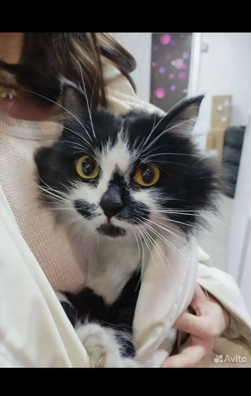 Найден домашний кот в Октябрьском районе Иркутска