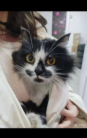 Найден домашний кот в Октябрьском районе Иркутска - Животные в Иркутск