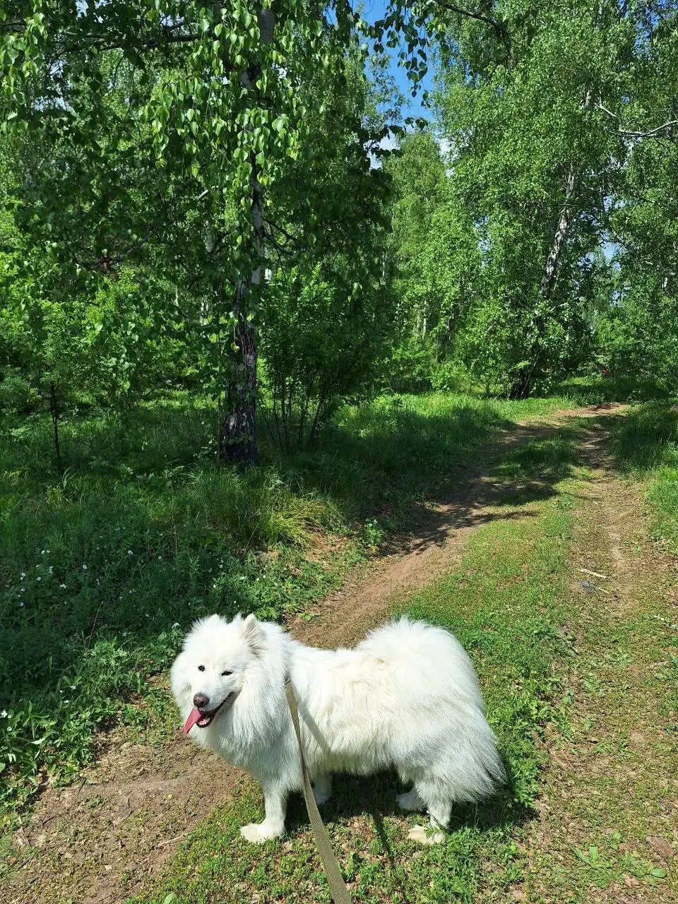 Потерялась собака Альма в районе онкодиспансера