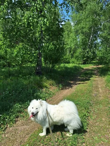 Потерялась собака Альма в районе онкодиспансера - Животные в Иркутск