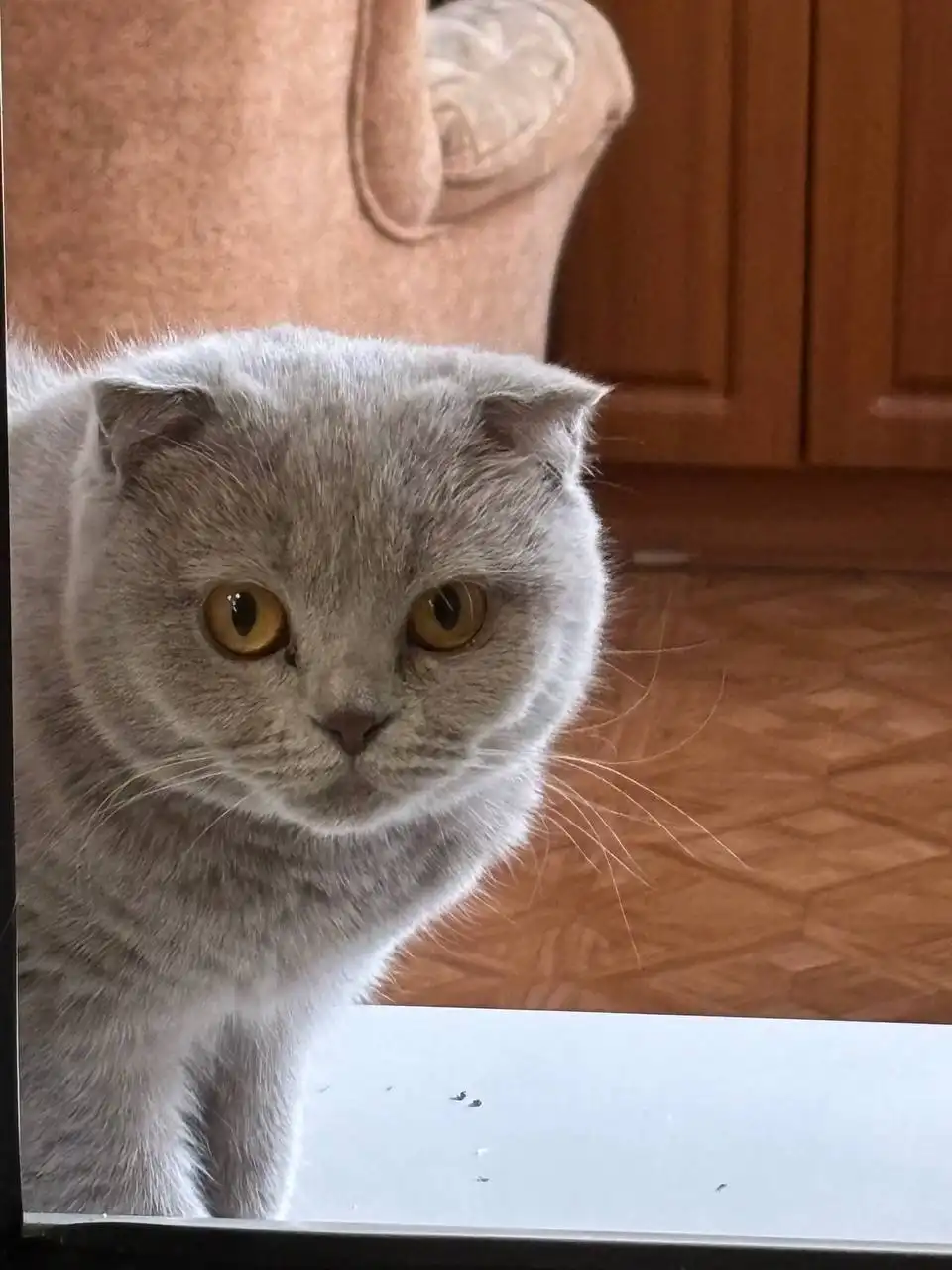 Найдена кошка в Иркутске