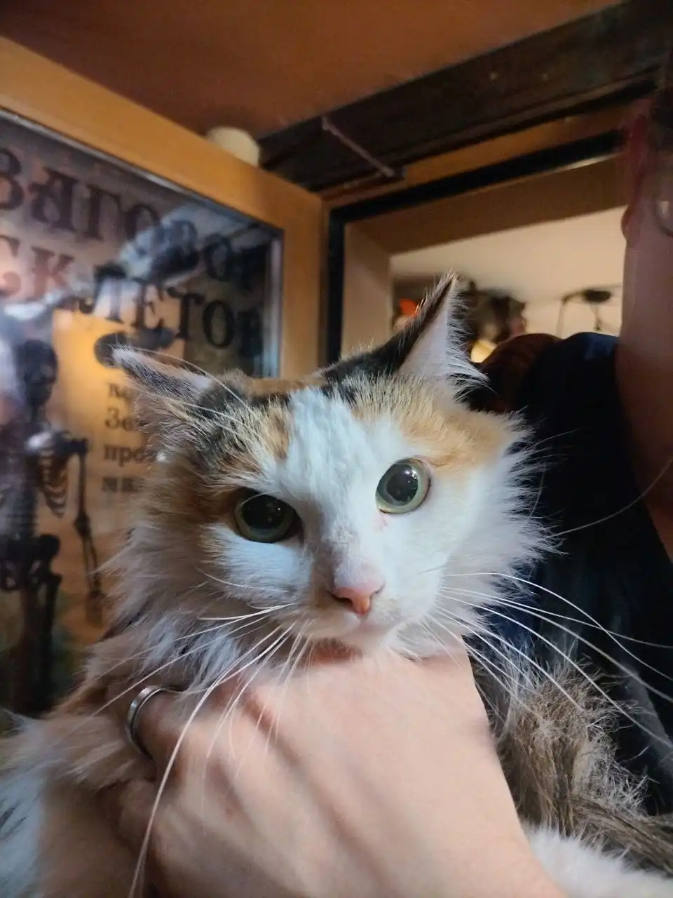 Найдена кошка в Иркутске