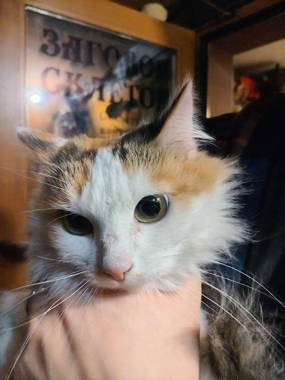 Найдена кошка в Иркутске