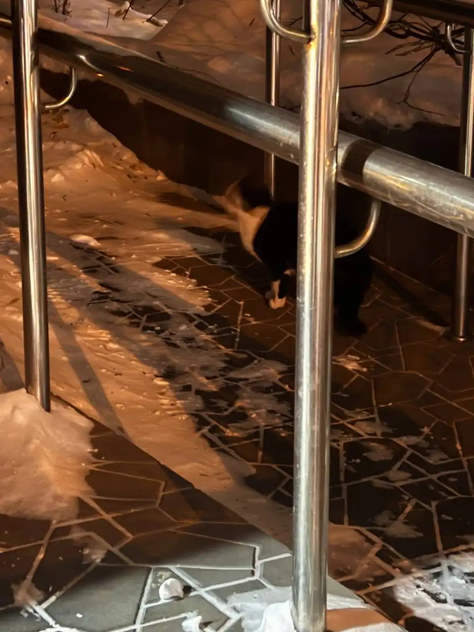 Потерявшаяся кошечка или кот в Иркутске