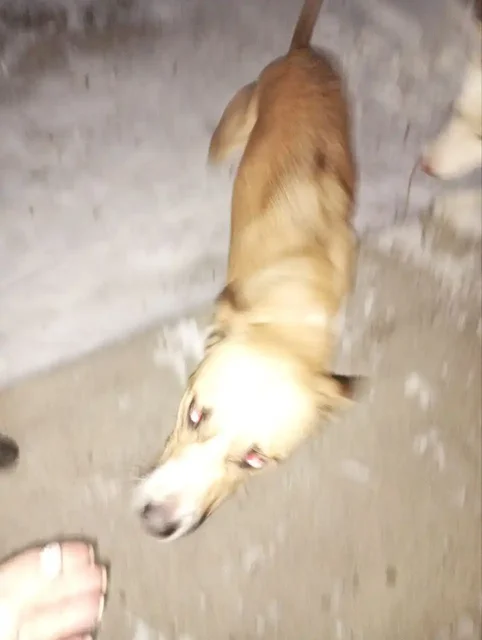 Потеряшка в Усолье - частное объявление в Усолье