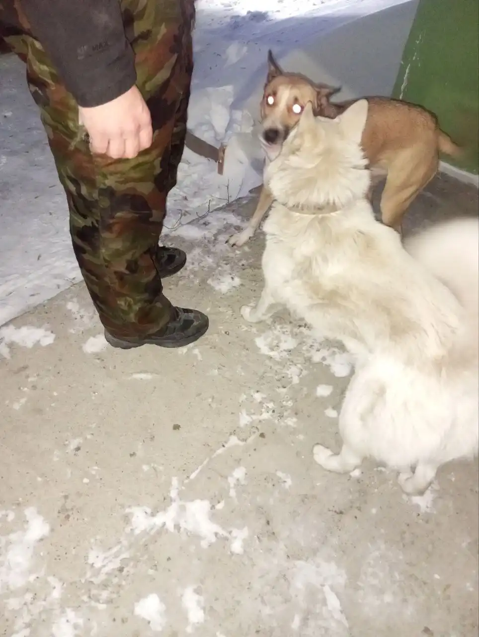 Потеряшка в Усолье