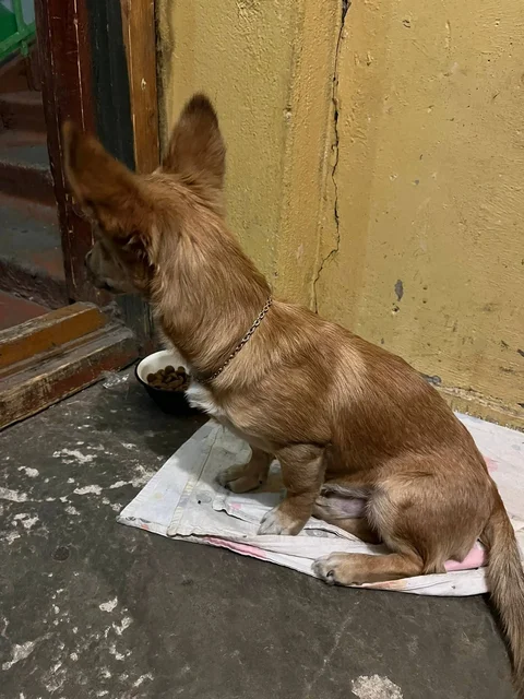 Найдена собака породы такса в Ново-Ленино - Животные в Ново-Ленино