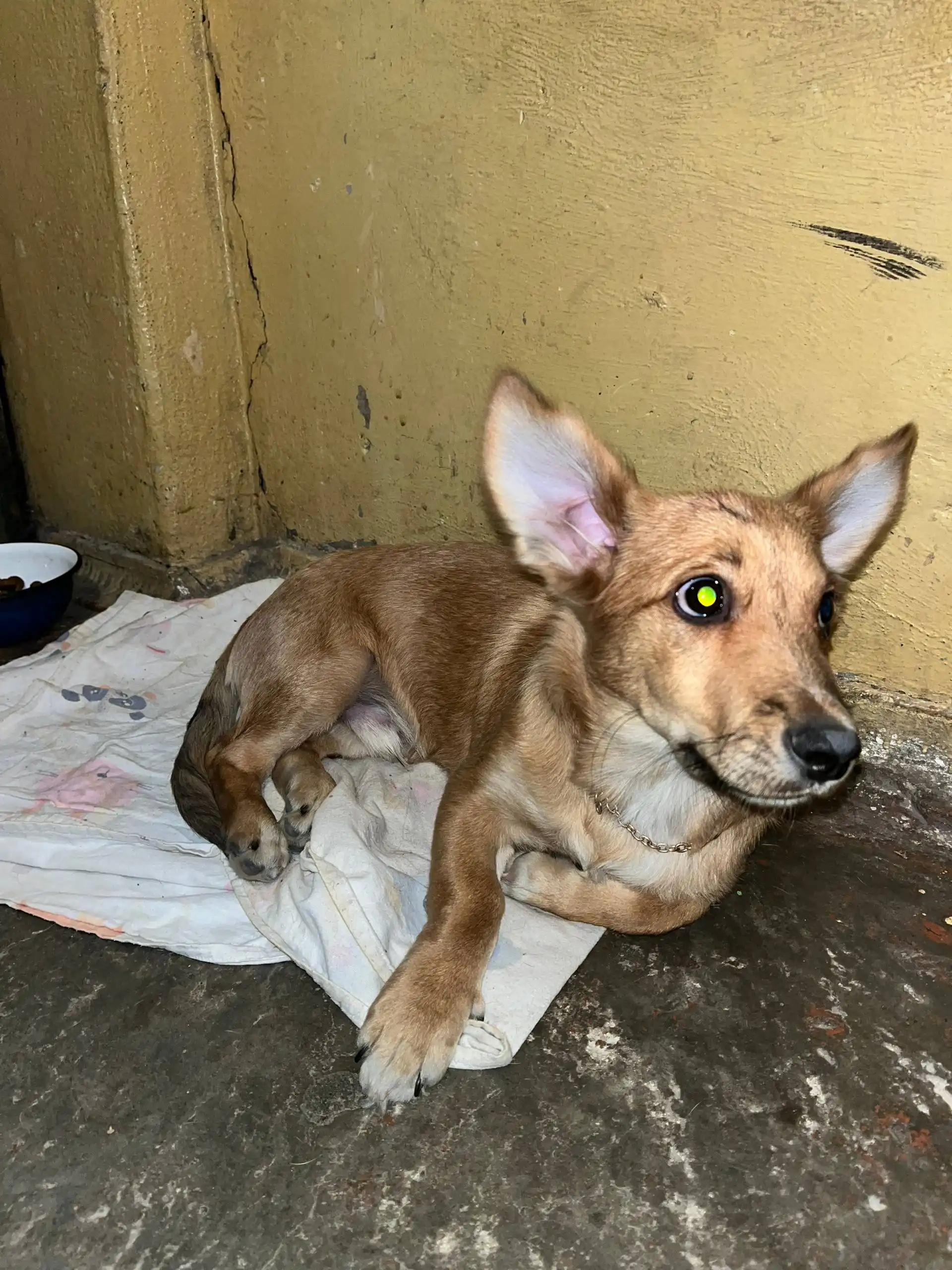 Найдена собака породы такса в Ново-Ленино