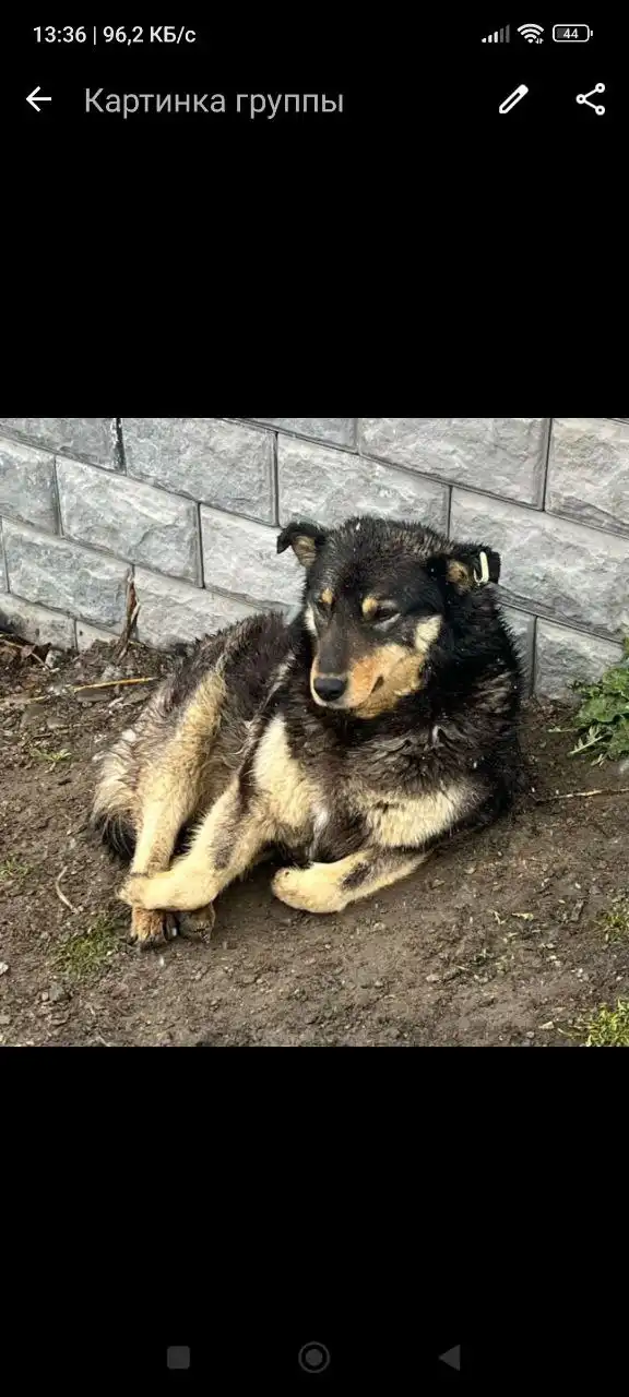 Потеряна собака в Иркутске