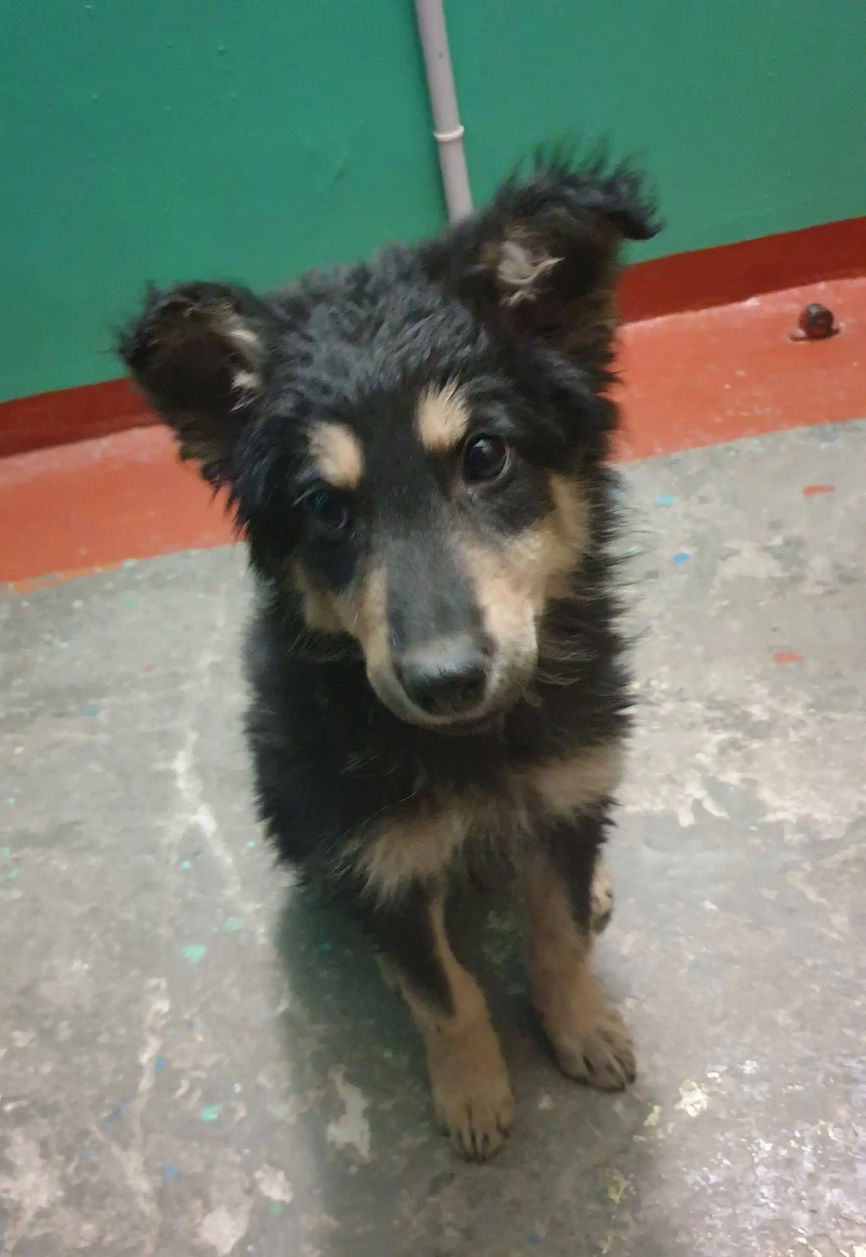 Передержка для щенка на улице Баумана 224