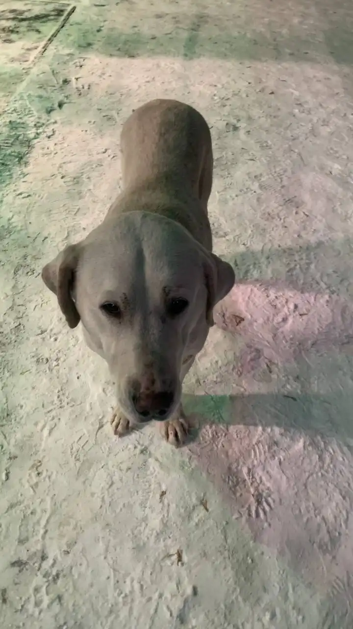 Найдена собака в Иркутске возле магазинов на Пискунова