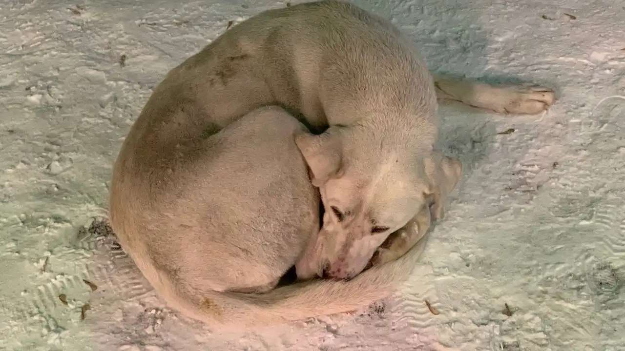 Найдена собака в Иркутске возле магазинов на Пискунова