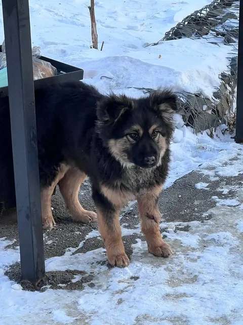 Найден замерзающий щенок в микрорайоне Первомайский - Животные в Иркутск