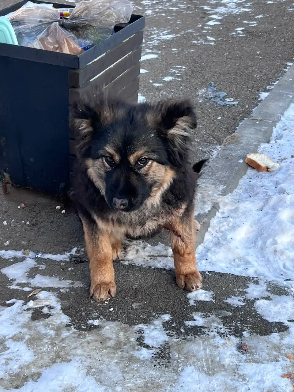 Найден замерзающий щенок в микрорайоне Первомайский
