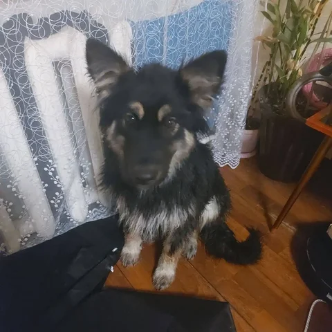 Найден возле Рябикова, 28 - Животные в Иркутск