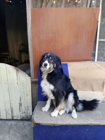 Пропала собака Зинка в Ново-Ленино - частное объявление в Иркутск