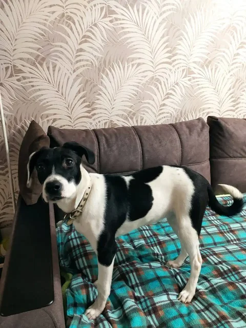 Найдена собака в Иркутске - частное объявление в Иркутск