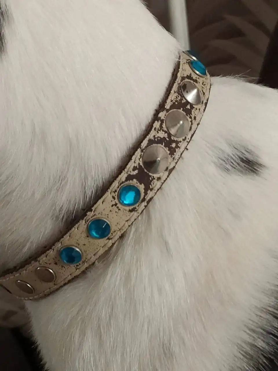 Найдена собака в Иркутске