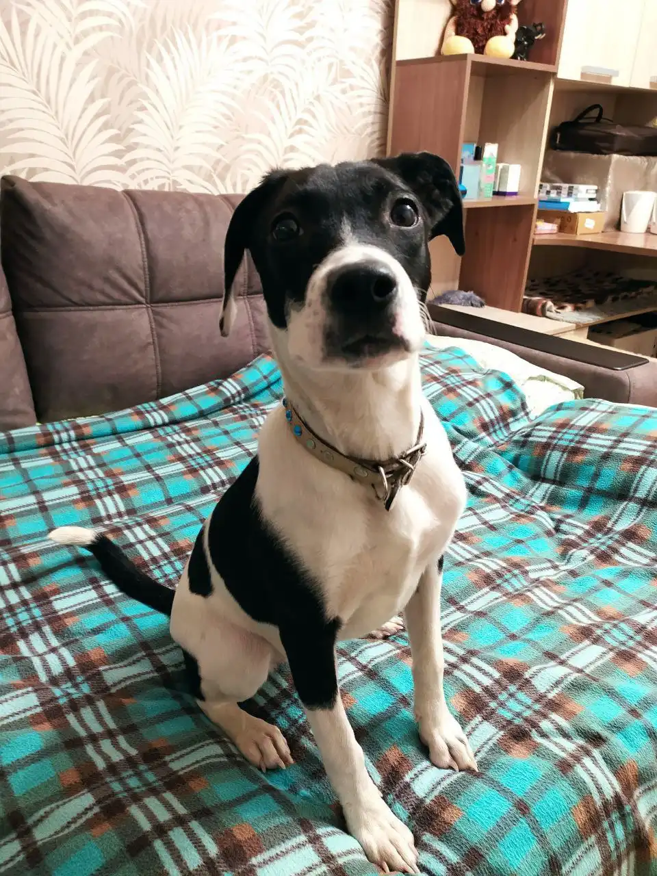 Найдена собака в Иркутске на Пулковском переулке