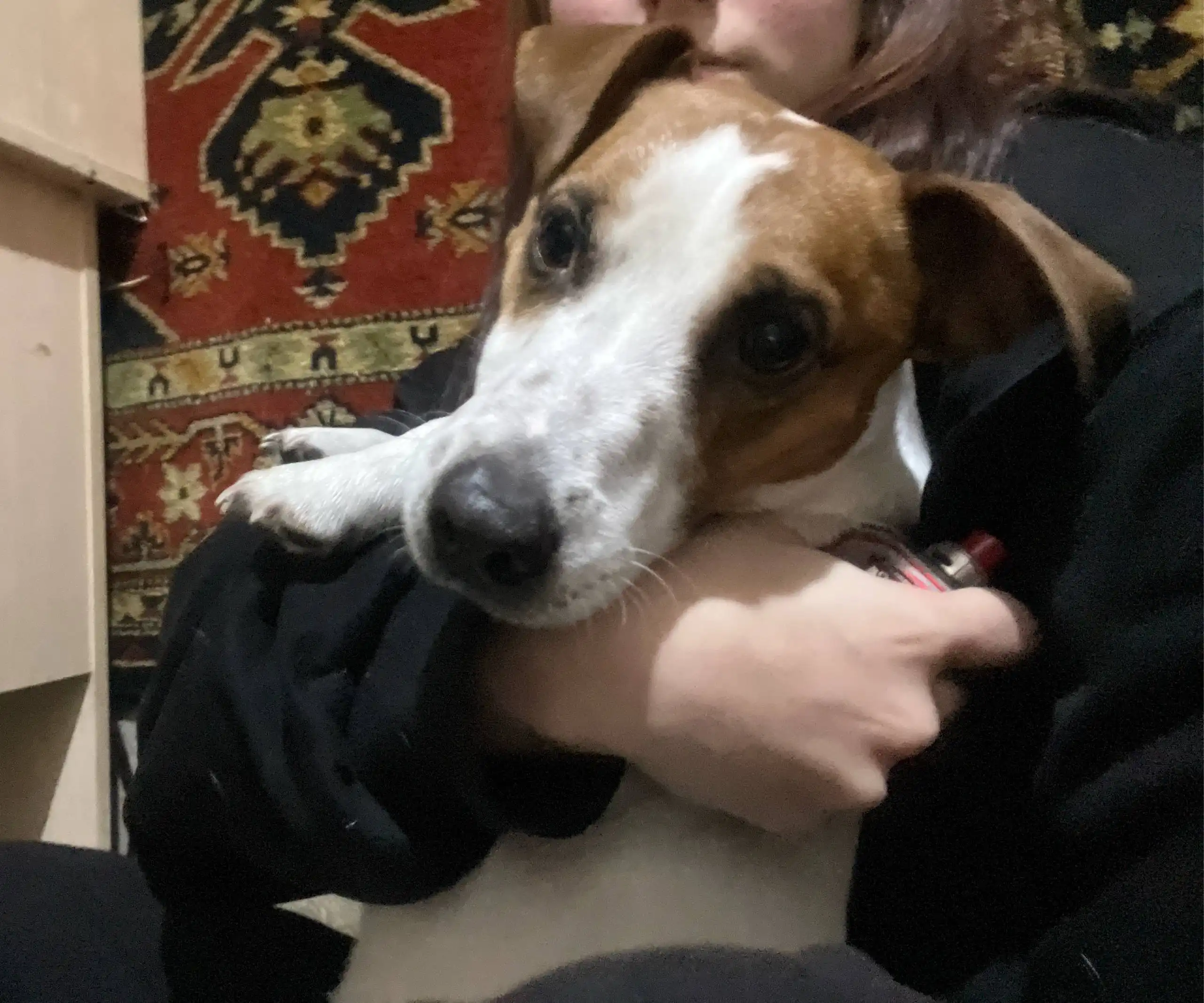 Найдена собака в Иркутске