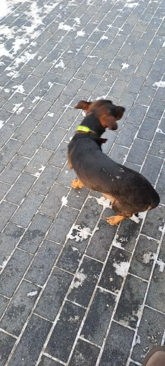 Потерянная собака около ТЦ Цветной парк на Дзержинского в Иркутске