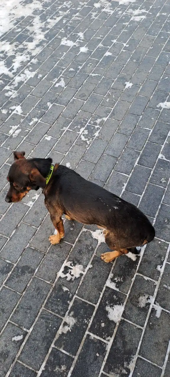 Потерянная собака около ТЦ Цветной парк на Дзержинского в Иркутске