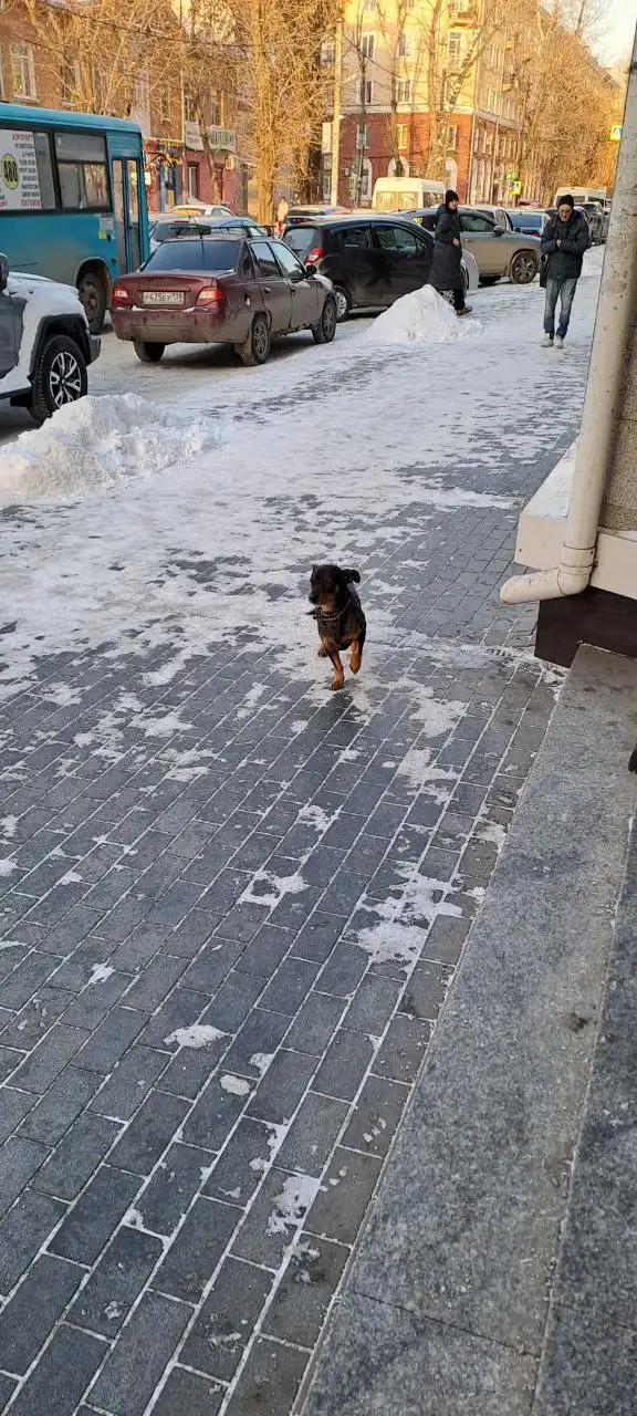 Потерянная собака около ТЦ Цветной парк на Дзержинского в Иркутске