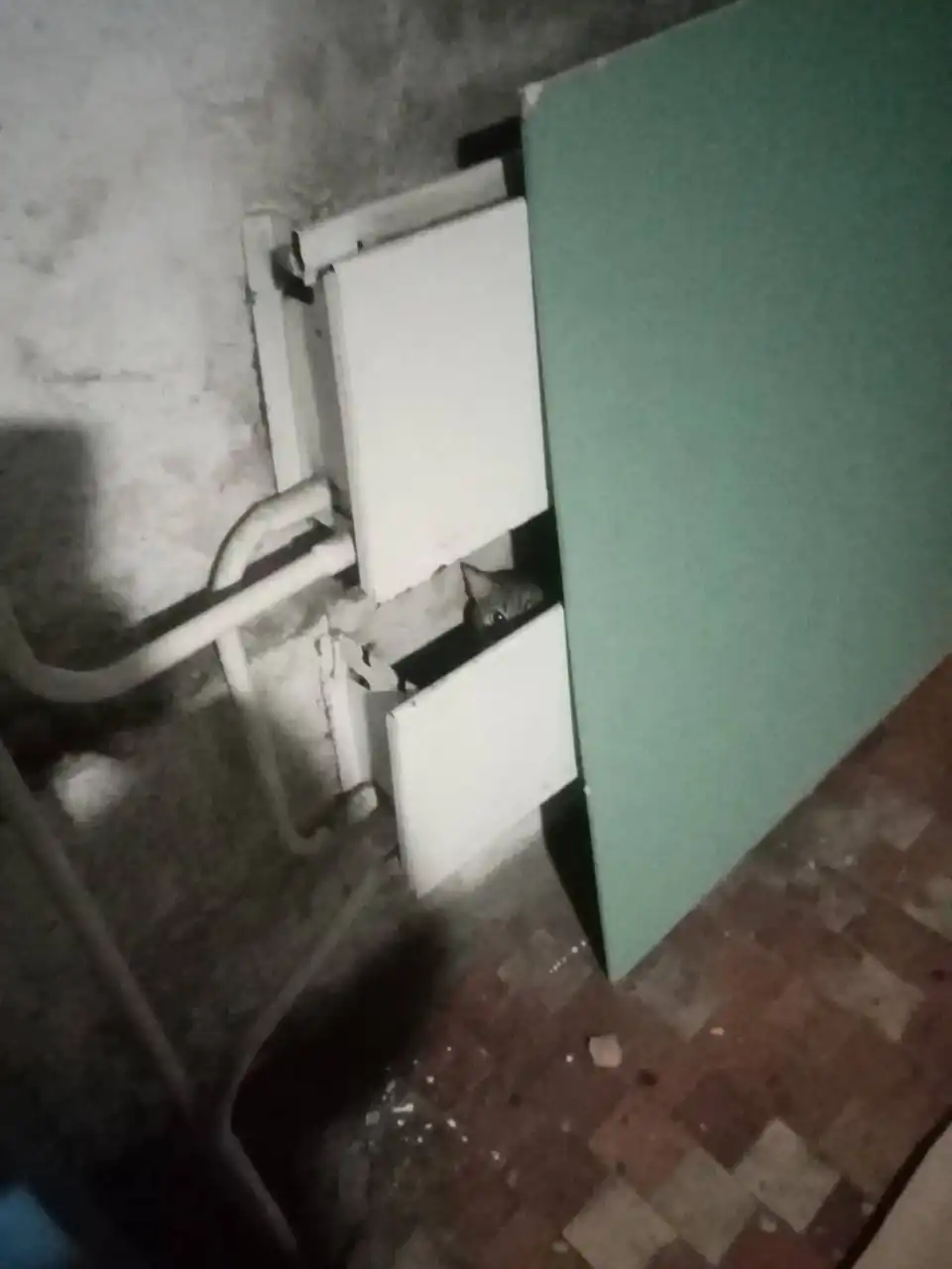 Потерянный кот в Иркутске на улице Достоевского