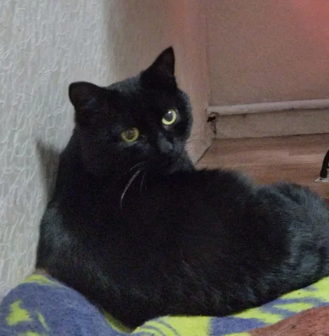 Пропал чёрный кот Уголь в Иркутске - Животные в Иркутск