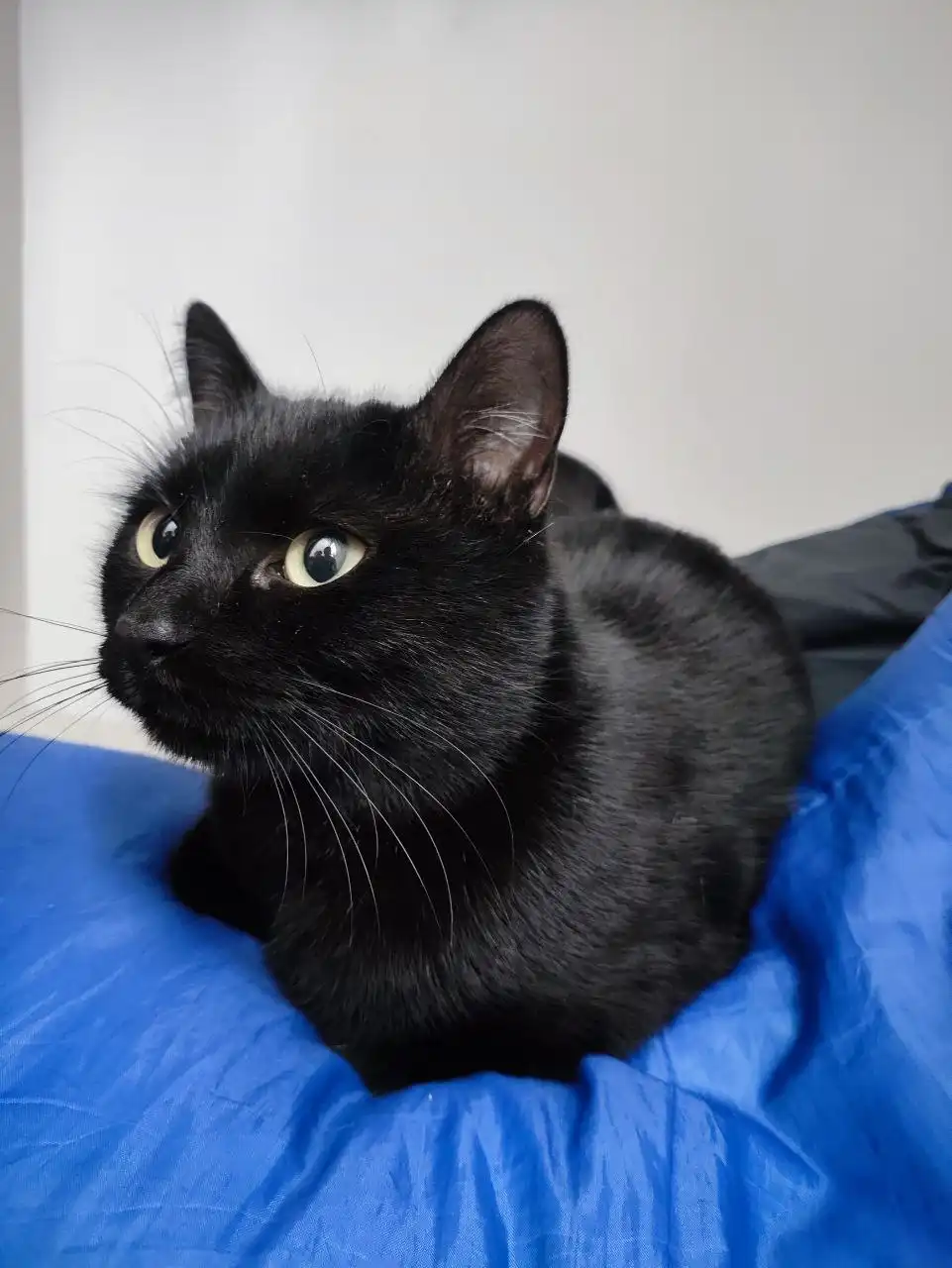 Найден кот в Солнечном