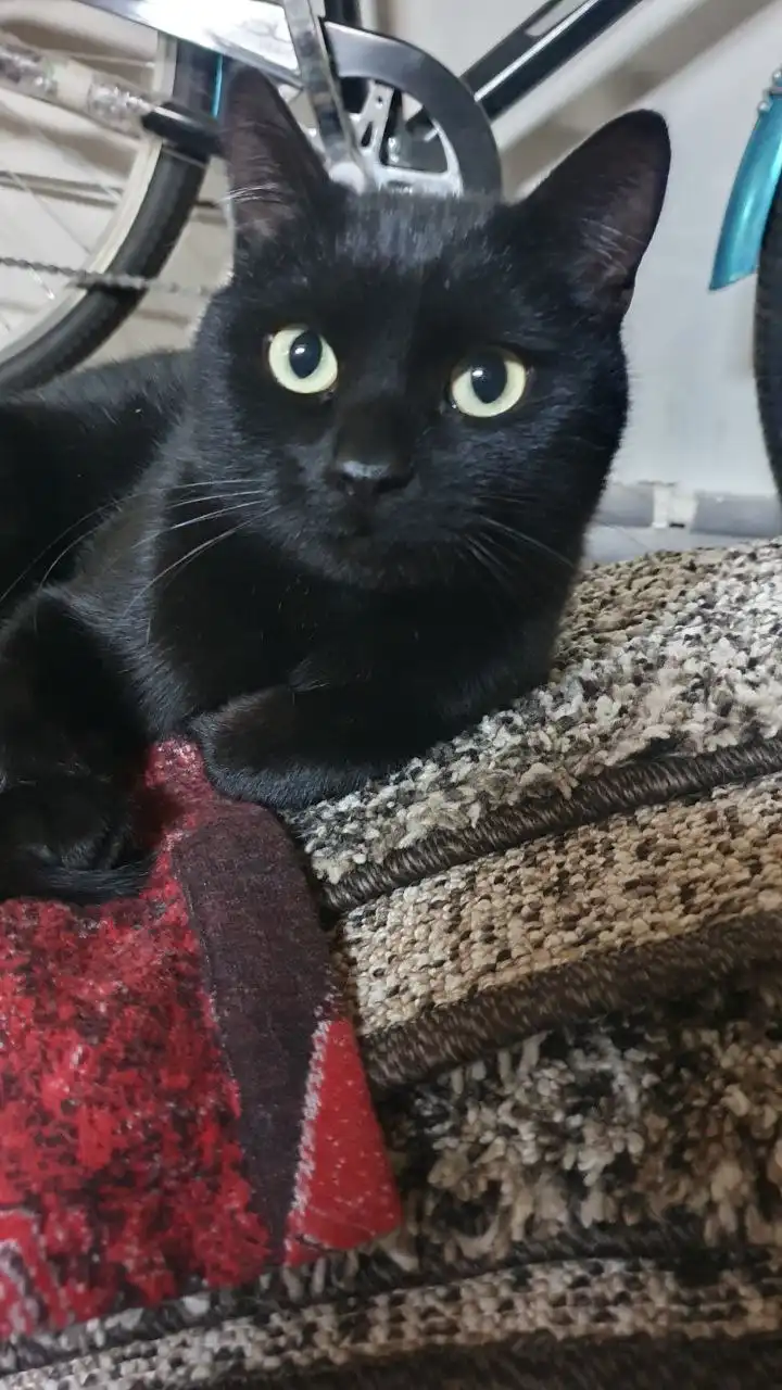 Найден кот в Солнечном