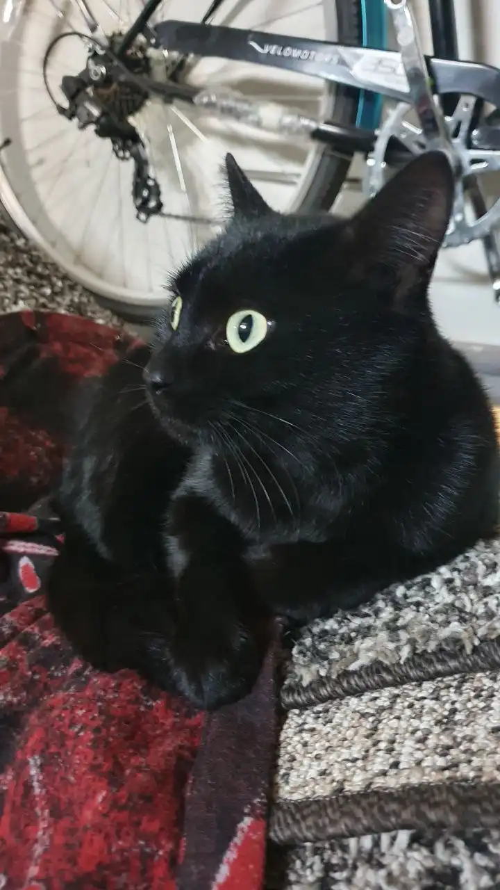 Найден кот в Солнечном