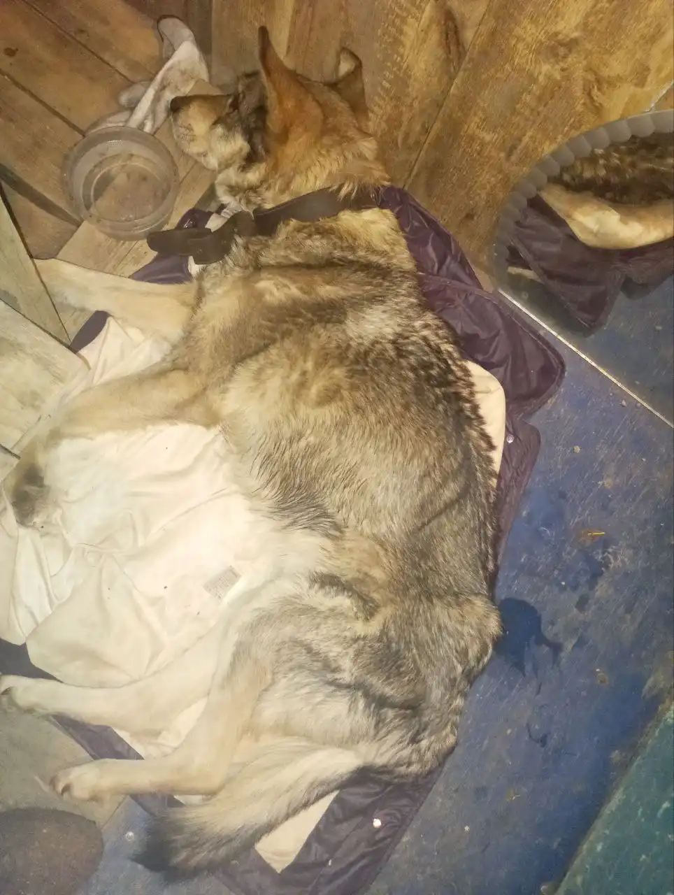 Срочная помощь собаке в Иркутске