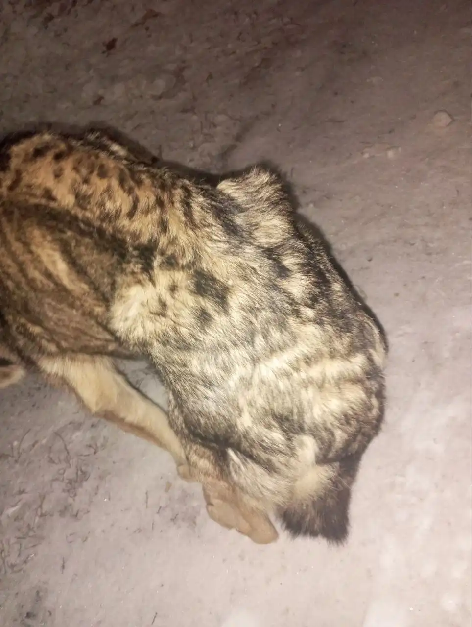 Срочная помощь собаке в Иркутске