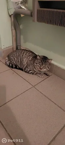 Найдена полосатая кошка в Иркутске - частное объявление в Иркутск