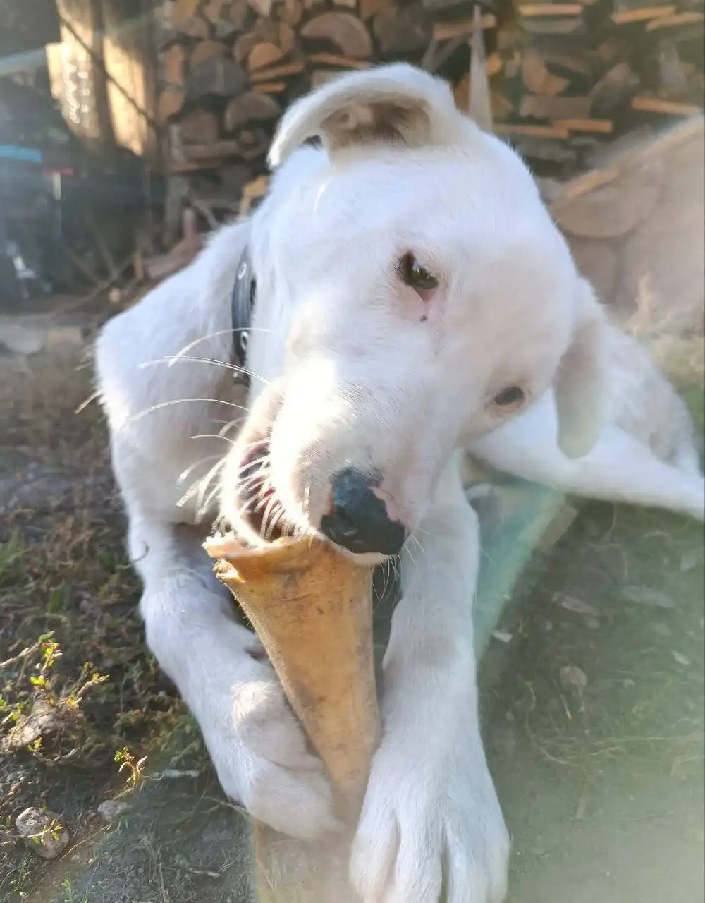 Пропал кобелек Арчи в Иркутске