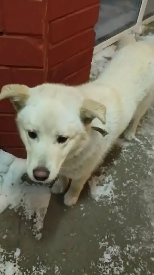 Потерянная собака в мкр. Берёзовый