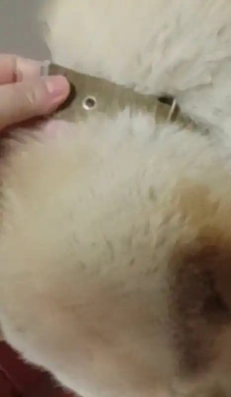 Потерянная собака в мкр. Берёзовый