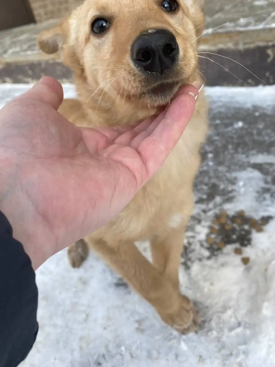 Потеряшка Иркутск Животные