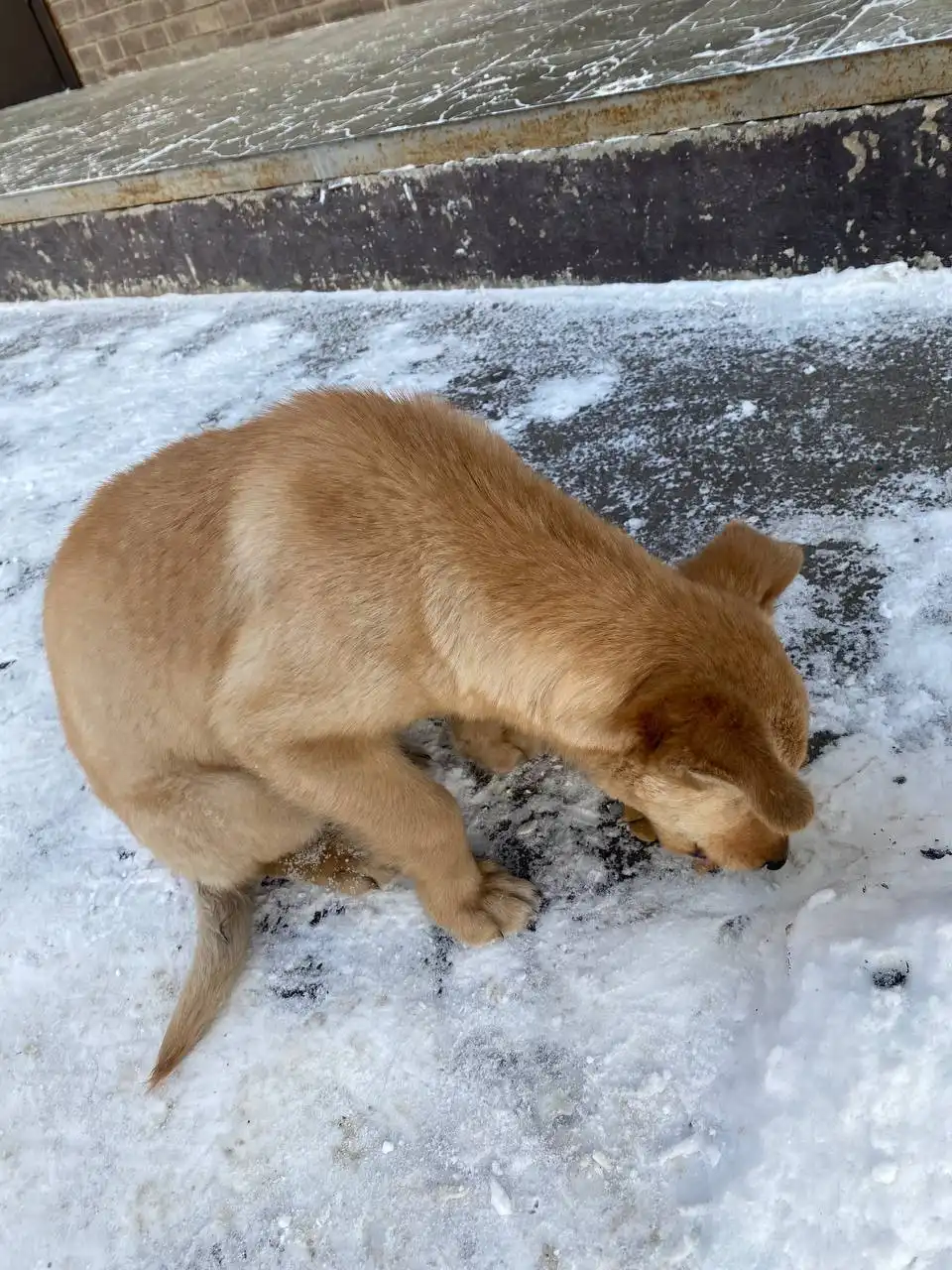 Потеряшка Иркутск Животные